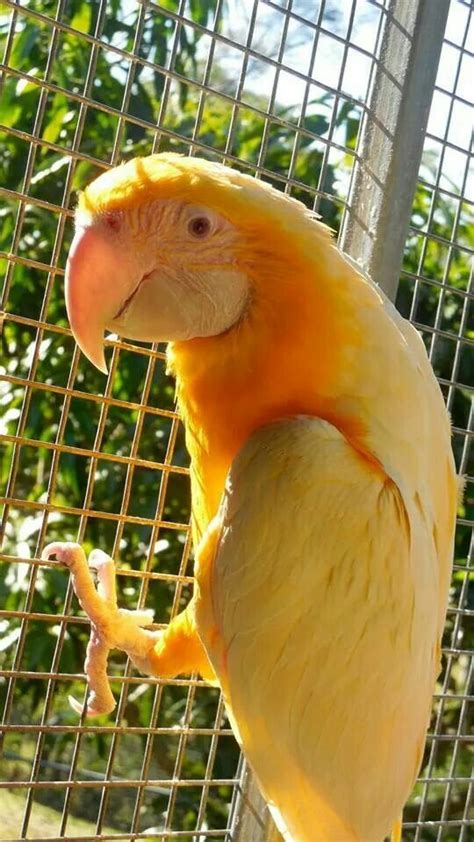 Parrots Gold Blaze